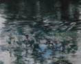 /album/galerie-de-photos-reflets/reflet-et-canard-jpg/